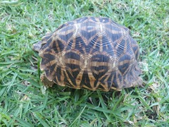 Psammobates oculifer