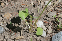 Ranunculus inamoenus inamoenus