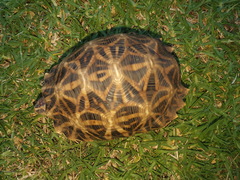 Psammobates oculifer