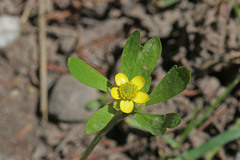 Ranunculus inamoenus inamoenus