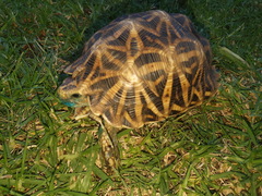 Psammobates oculifer