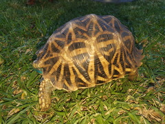 Psammobates oculifer