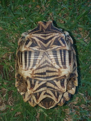 Psammobates oculifer