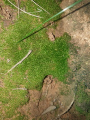 Bryum dichotomum