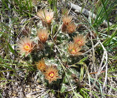 Escobaria missouriensis