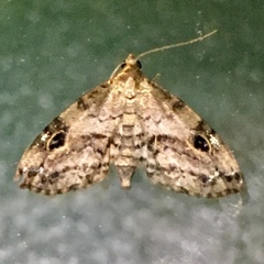 Melanomma auricinctaria