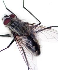 Rutilotrixa lateralis