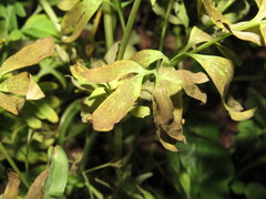 Peronospora corydalis