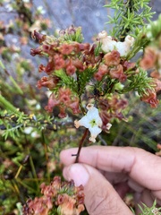 Erica denticulata