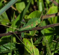Xyleus discoideus discoideus
