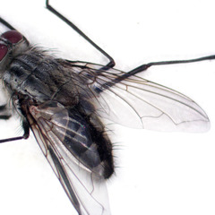 Rutilotrixa lateralis