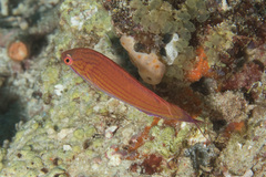 Paracheilinus cyaneus