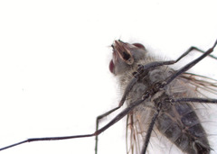 Rutilotrixa lateralis