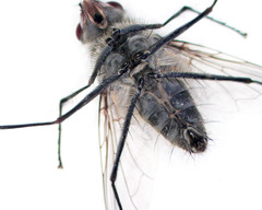 Rutilotrixa lateralis