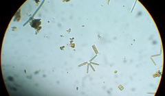 Bacillariophyceae