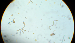 Bacillariophyceae