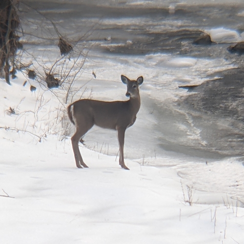 White-tailed Deer photographed in West Virginia