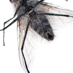 Rutilotrixa lateralis