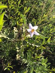 Solanum juvenale
