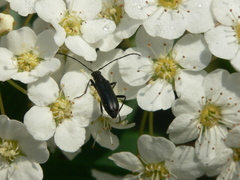 Grammoptera