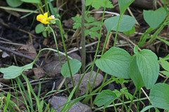 Viola praemorsa linguifolia