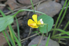 Viola praemorsa linguifolia