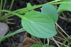 Viola praemorsa linguifolia