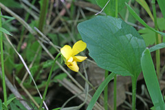 Viola praemorsa linguifolia