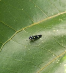 Macugonalia leucomelas