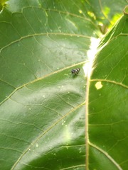 Macugonalia leucomelas