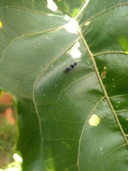 Macugonalia leucomelas
