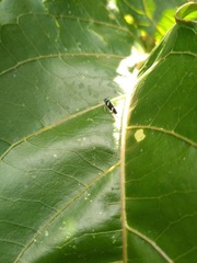 Macugonalia leucomelas