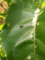 Macugonalia leucomelas