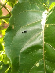 Macugonalia leucomelas