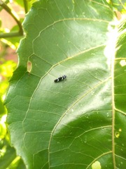 Macugonalia leucomelas