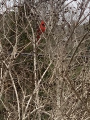 Cardinalis cardinalis