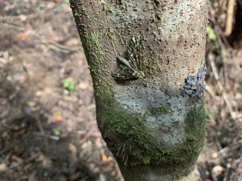 Triptila virescens