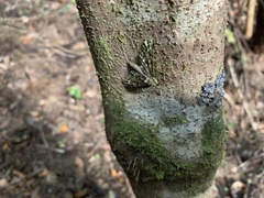 Triptila virescens