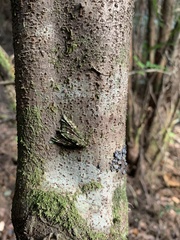 Triptila virescens