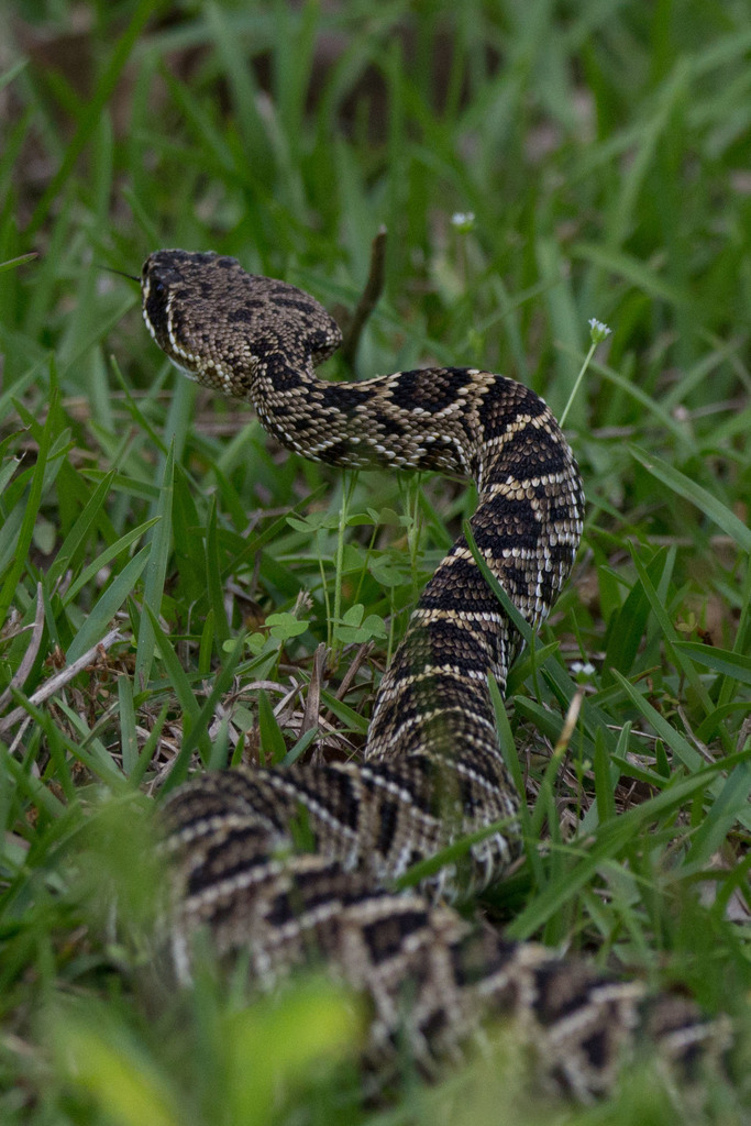 Eastern Diamondback Rattlesnake (Venomous and Nonvenomous Snakes of
