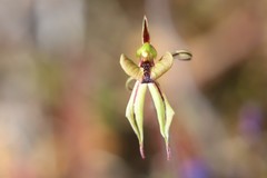 Caladenia brevisura