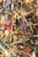 Caladenia brevisura