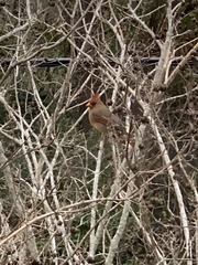 Cardinalis cardinalis