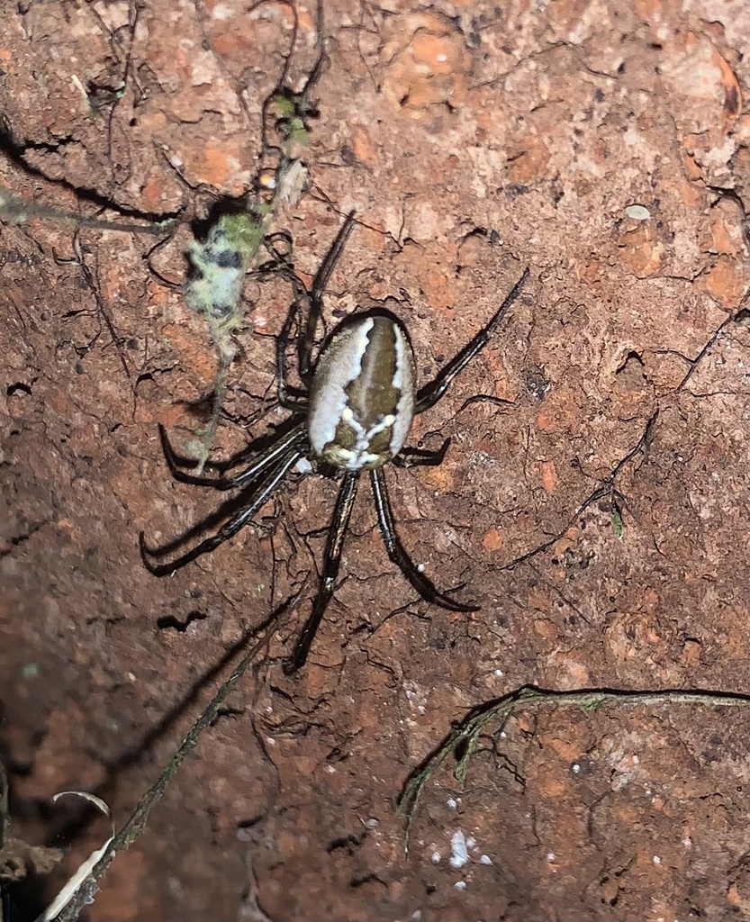 Allende patagiatus