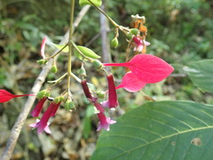 Pogonopus