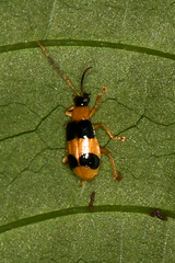 Diabrotica godmani