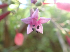 Pogonopus
