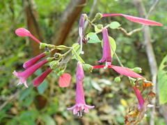 Pogonopus