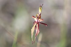 Caladenia brevisura