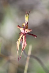 Caladenia brevisura